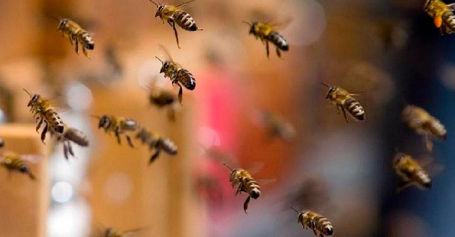 Como agir em ataques de abelhas? Biólogo do CEUB explica as causas das ocorrências e dá dicas de segurança